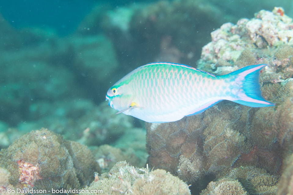 BD-130713-Maldives-0499-Scarus-tricolor.-Bleeker.-1847-[Tricolor-parrotfish].jpg